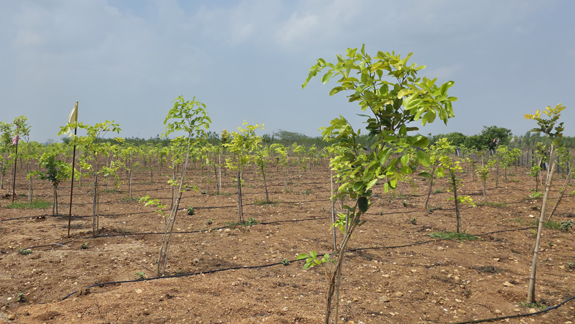 plotting and development in mayookha farms