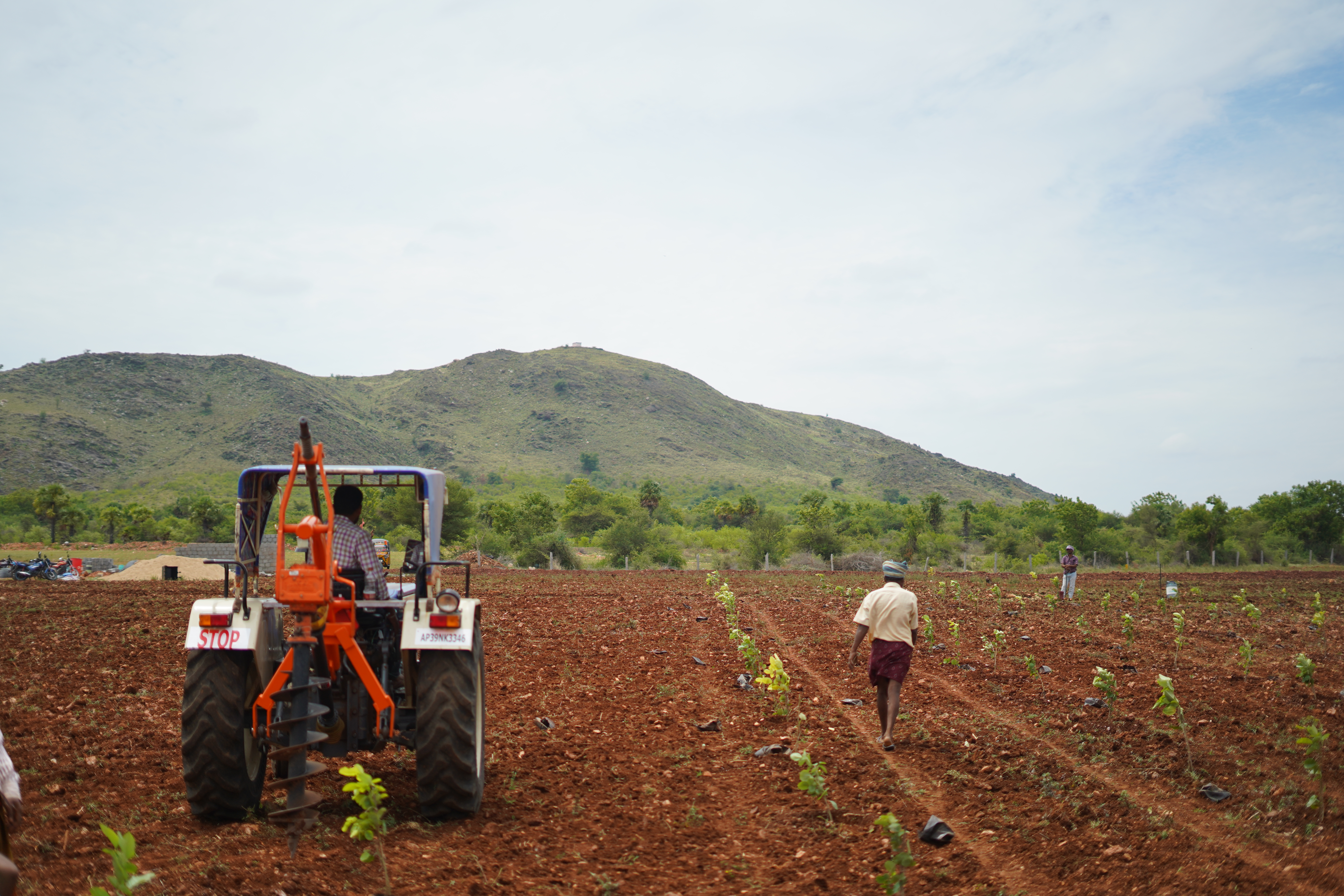 maintenance in red sandal wood farms