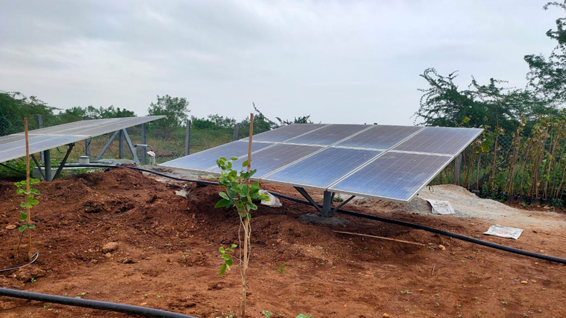 maintenance in red sandal wood farms